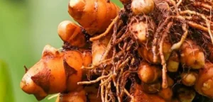 Turmeric Root